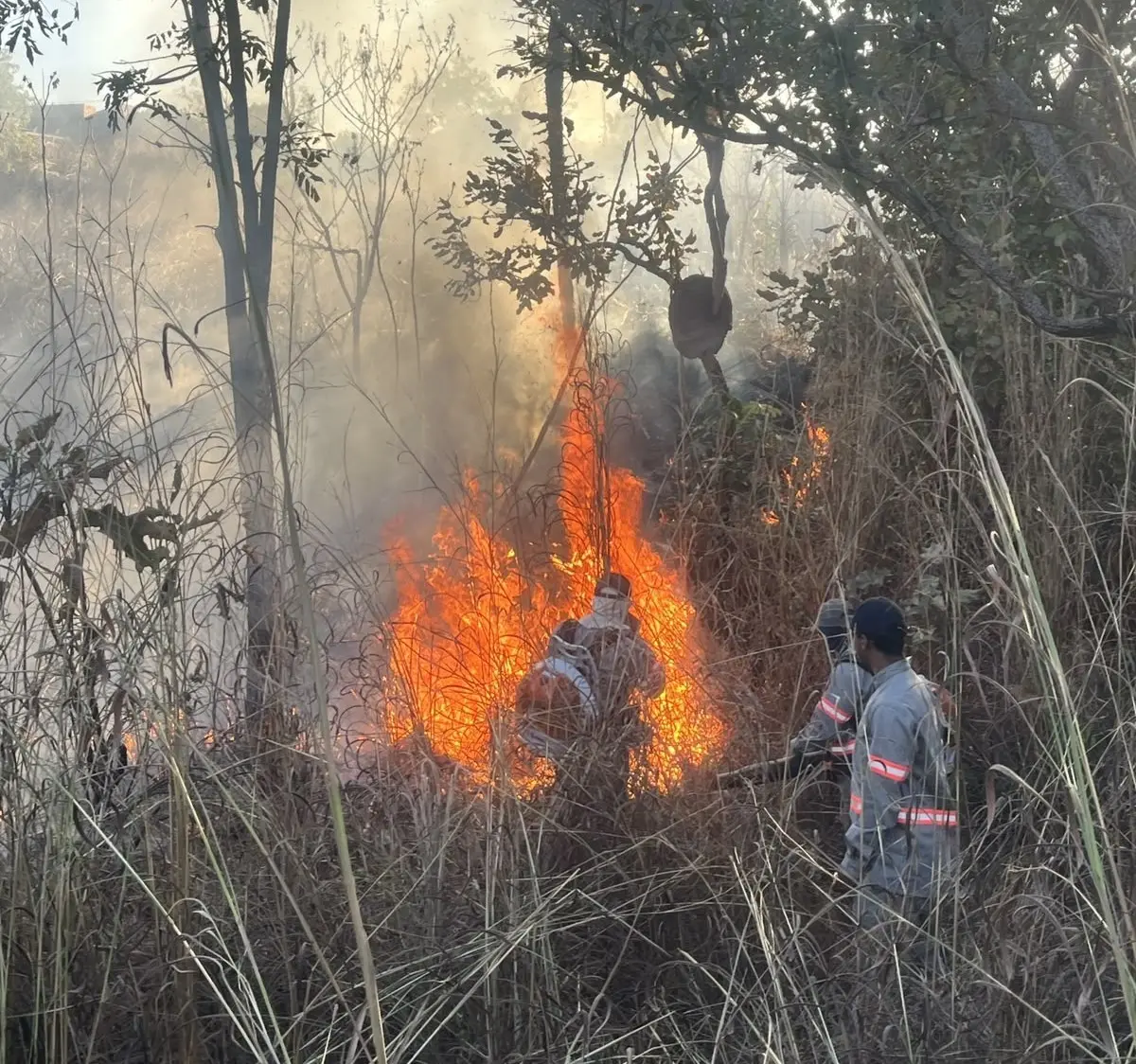 Combate aos incêndios florestais: Prefeitura de Lajeado destaca importância da prevenção